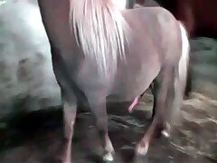 Animal Sex with Girls